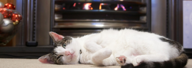 Cat by a lit fire